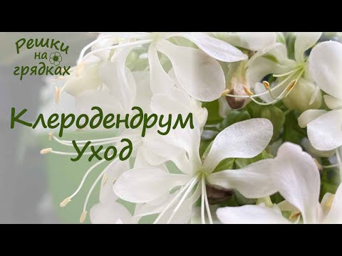 Видео: Клеродендрум Шикарное цветение Уход в домашних условиях