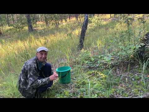 Видео: Лисички 2023