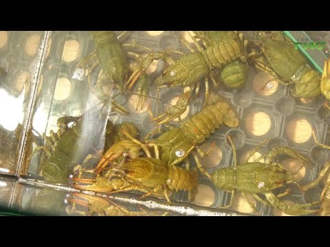 Видео: Специальный репортаж от 20.05.2021. "Незаконная добыча раков"