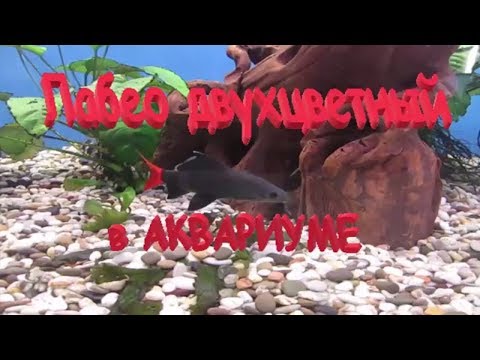 Видео: Лабео двухцветный в аквариуме. Совместимость, содержание.