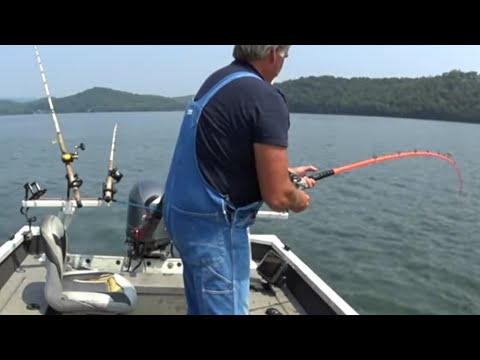 Видео: Одна из тысячи рыб