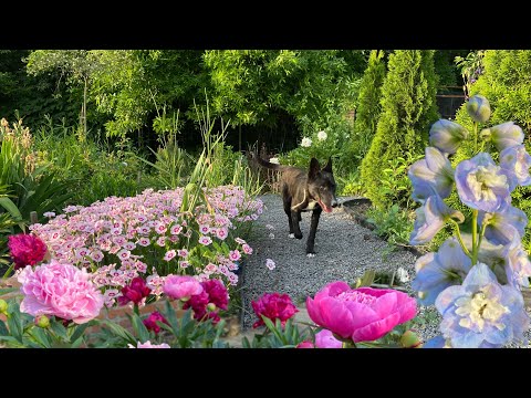Видео: І бігала, і рила, і колотила🫣:Звичайний тиждень садівчині🐝