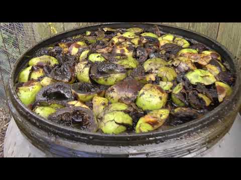 Видео: Полное руководство по сбору и хранению ЧЕРНОГО ГРЕЦКОГО ОРЕХА (ядра)