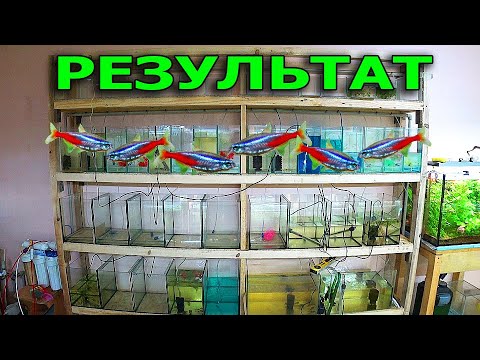 Видео: Результат первого в жизни нереста неонов