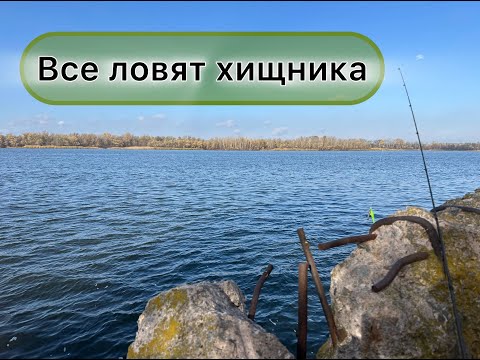 Видео: КЛЮЕТ ТОЛЬКО КРУПНАЯ РЫБА. КЛЮЕТ У ВСЕХ, НО НЕ У МЕНЯ. РЫБАЛКА НА ХИЩНИКА 2025 ОСЕНЬ