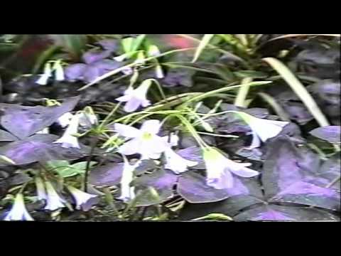 Видео: Амурск док.ф.avi