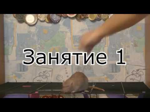 Видео: Кликер дрессировка крыс, занятие 1