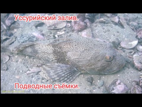 Видео: дайвинг в Приморье. дайвинг Владивосток. подводный мир. Подводные съёмки в океане.