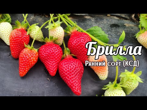 Видео: И снова БРИЛЛА поражает урожайностью‼️🍓 23 мая 2023. г.Ставрополь.