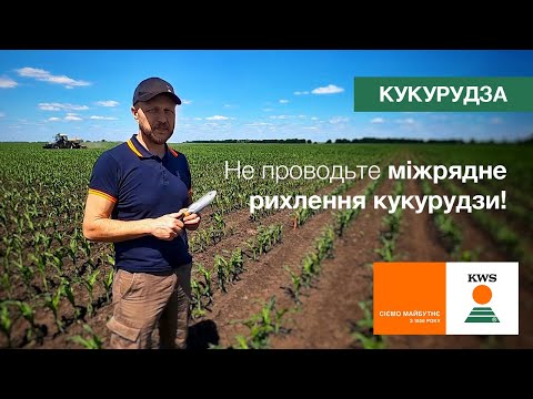 Видео: Не проводьте міжрядне рихлення кукурудзи! | ЗАКОНИ ПОЛЯ #6