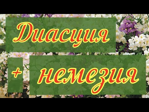 Видео: Выращивание диасции и немезии. В чем разница?