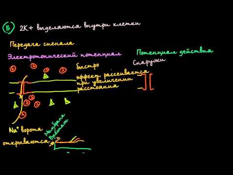 Видео: Электротонические потенциалы и потенциалы действия
