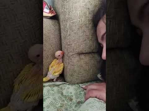 Видео: Попугаю месяц 🐣 little parrot