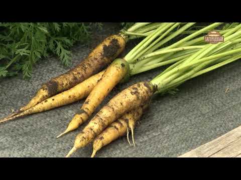 Видео: Пижма \ Инсектициды из пижмы \ Фиторецепты