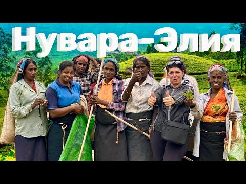 Видео: ШРИ-ЛАНКА. НУВАРА-ЭЛИЯ. ОТРЫВ БАШКИ! Деревня-где бомжи и роскошь. Вся правда о ЧАЕ.