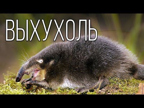 Видео: Выхухоль: Диковинный зверь со смешным названием | Интересные факты про животных