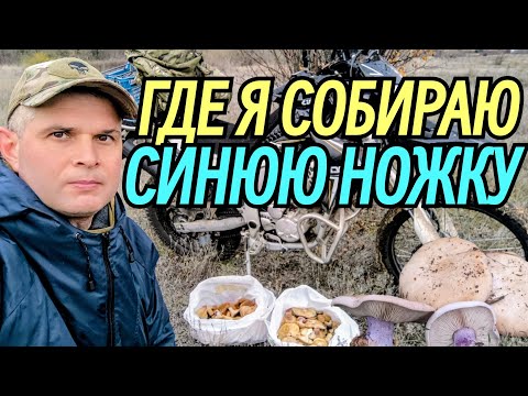 Видео: Где я собираю СИНЮЮ НОЖКУ (рядовка лиловоногая). На ЭНДУРО 🏍️ за грибами 🍄‍🟫