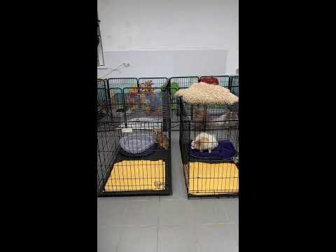 Видео: 25 малышей поступили в приют Домик Мелкашей.