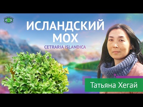 Видео: Исландский мох. Травничество. Татьяна Хегай