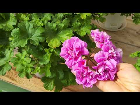 Видео: #890. Обзор цветения пеларгоний в августе