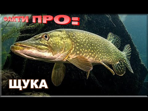 Видео: ЩУКА | ЦІКАВІ ФАКТИ ПРО: ЩУКУ. Де живе і як ловити щуку! #риболовля #fishing