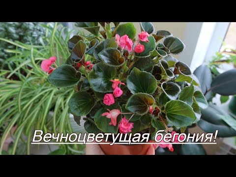 Видео: Вечноцветущая бегония, новиночка для дома и сада. Делюсь новостью!