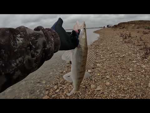 Видео: Береговая ловля на спиннинг и отличный клев судака!