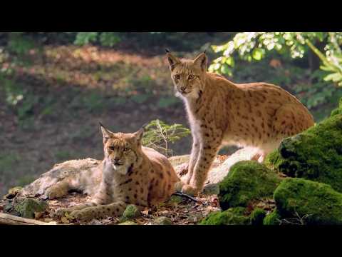 Видео: Рысь, история выживания