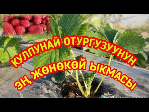 Видео: Кулпунай отургузуу . 11 сентябрь 2023 ж .