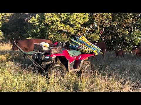 Видео: «Октябрьский перегон скота: бодрое утро на ранчо!»