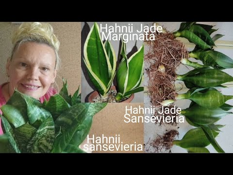 Видео: Большая ХАННИ пересадка сансевиерий- Ханни Джейд; Ханни Джейд Маргината; Ханни сансевиерия