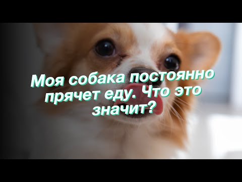 Видео: Моя собака постоянно прячет еду. Что это значит?