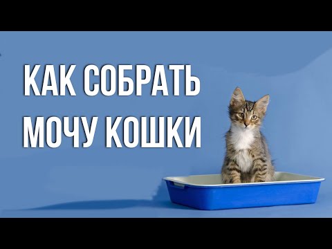 Видео: Как собрать мочу у кошки для анализа | варианты