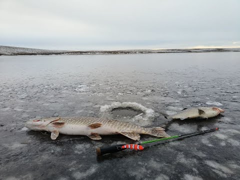 Видео: Первый лёд 2024-2025/Это Ямал/Слабонервным не смотреть/Тайга сузуки
