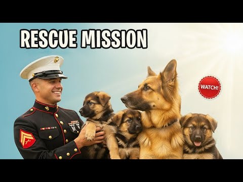Видео: САЛАТ НАШИМ ВЕТЕРАНАМ! Морской пехотинец США спас немецкую овчарку и её щенков