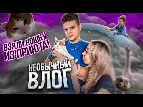 Видео: Взяли кошку  ИЗ ПРИЮТА!🤎 | *Не обычный влог*