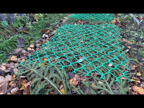 Видео: 18.10.25 влог: лук сажаю, розы укрываю, садовую аптечку на зиму в тепло!