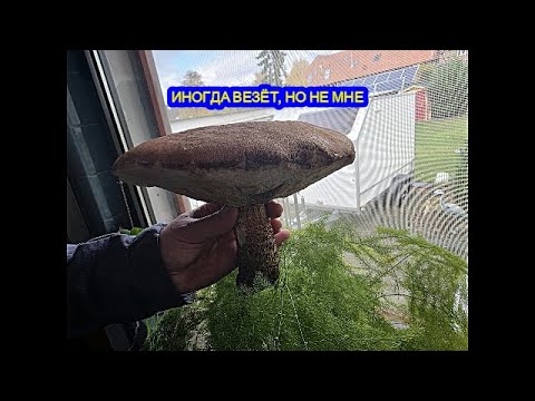 Видео: ДАЧНЫЕ ДЕЛА, С ГРИБАМИ ПОВЕЗЛО В ЭТОТ РАЗ...