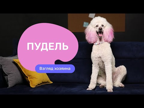 Видео: Пудель — все о породе, плюсы и минусы — шоу «Ожидание/реальность»