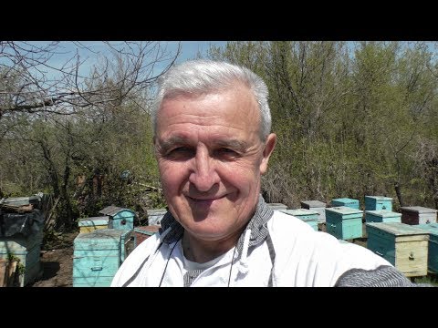 Видео: Что делать, чтобы семья не зароилась?