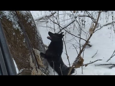 Видео: Охота c лайкой на куницу . Добыть из дупла крупного ,, кота " .