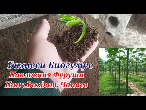 Видео: Бизнеси Биогумус дар кадом сатҳ қарор дорад  Павловния фуруши Панҷ,  Ваҳдат, Чапаев