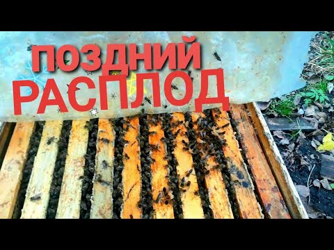 Видео: ПОЗДНИЙ РАСПЛОД! не СМЕРТЕЛЬНО!