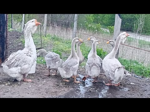 Видео: Обращение к возомнившимся гусиводам !!!