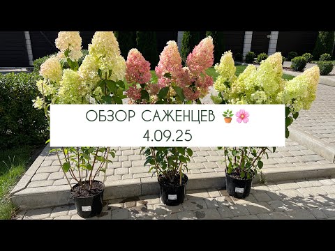 Видео: ОБЗОР САЖЕНЦЕВ МЕТЕЛЬЧАТЫХ ГОРТЕНЗИЙ 4.09.25