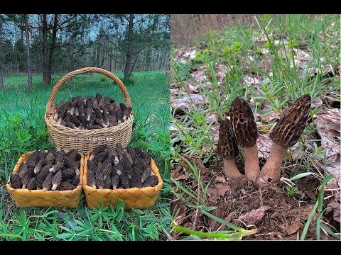 Видео: Где искать сморчки? Сбор грибов в апреле. Беларусь