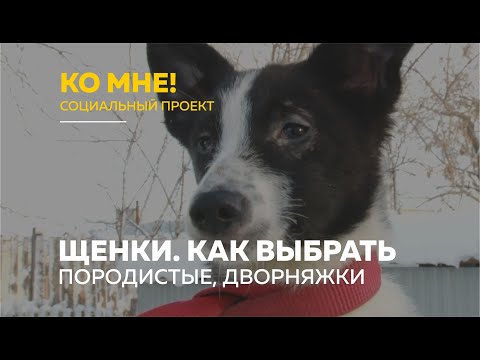 Видео: «Ко мне!»: дворняжка или породистая собака? как выбрать щенка