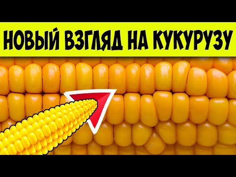 Видео: Кукуруза, кому и почему она полезна, а кому лучше не есть. Кукуруза польза и вред, противопоказания
