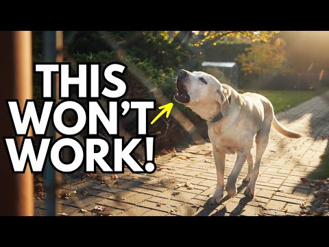 Видео: Вот почему дрессировка вашей собаки не работает? Ошибка порога собаки.