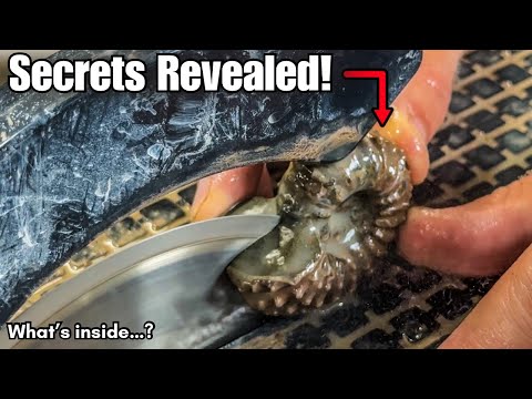 Видео: Раскройте секреты древних окаменелостей аммонитов | Резка и полировка